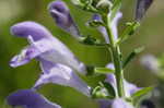 Helmet flower